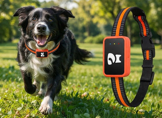 Collar localizador GPS 4G para perros
